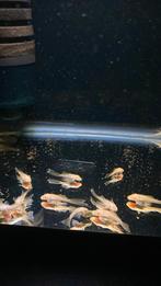 Jonge Ancistrus Albino Shortfin/Longfin, Dieren en Toebehoren, Vissen | Aquariumvissen, Vis, Zoetwatervis