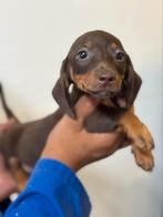Teckel pups, Dieren en Toebehoren, Honden | Teckels en Dashonden, Nederland, CDV (hondenziekte), 8 tot 15 weken, Korthaar