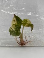 Alocasia Wentii Pink Variegata TC - Zeldzaam!, Huis en Inrichting, Kamerplanten, Overige soorten, In pot, Minder dan 100 cm, Bloeiende kamerplant