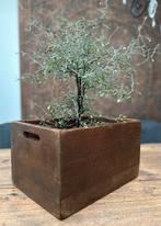 Oude houten kist krat bak sober sleets landelijk Brocante, Antiek en Kunst, Ophalen of Verzenden