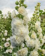 Stokroos zaad/zaadjes 25 stuks, Tuin en Terras, Bloembollen en Zaden, Ophalen of Verzenden, Voorjaar, Volle zon, Zaad