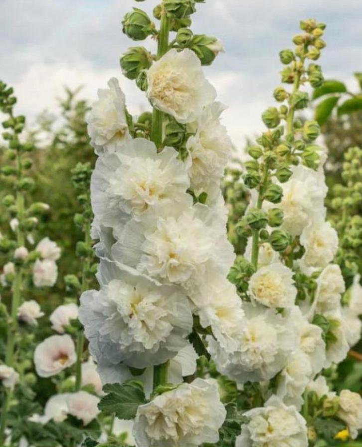 Stokroos zaad/zaadjes 25 stuks, Tuin en Terras, Bloembollen en Zaden, Zaad, Voorjaar, Volle zon, Ophalen of Verzenden