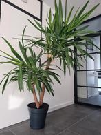 Yucca, Huis en Inrichting, Kamerplanten, Ophalen, Palm, Halfschaduw, In pot