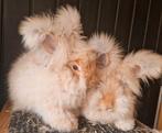 Angora konijn, angorakonijn, babykonijn, Dieren en Toebehoren, Konijnen, Mannelijk, Middelgroot, 0 tot 2 jaar