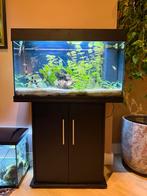 Juwel rio 125 aquarium compleet met kast, Dieren en Toebehoren, Ophalen, Zo goed als nieuw, Leeg aquarium