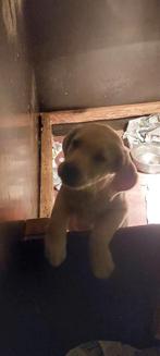 Nog 1 blond rasz. Labrador reutje zoekt zijn huisje, Nederland, Reu, CDV (hondenziekte), 8 tot 15 weken