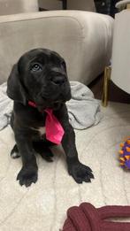 Cane corso, Parvo, Overige rassen, 8 tot 15 weken, Teef
