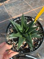 Haworthia limifolia, Tuin en Terras, Planten | Tuinplanten, Ophalen of Verzenden, Overige soorten, Volle zon