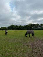 Voor professionele zelfstandige ruiter 5 boxen te huur, 4 paarden of pony's of meer