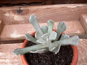Senecio Scaposus Caulescens beschikbaar voor biedingen