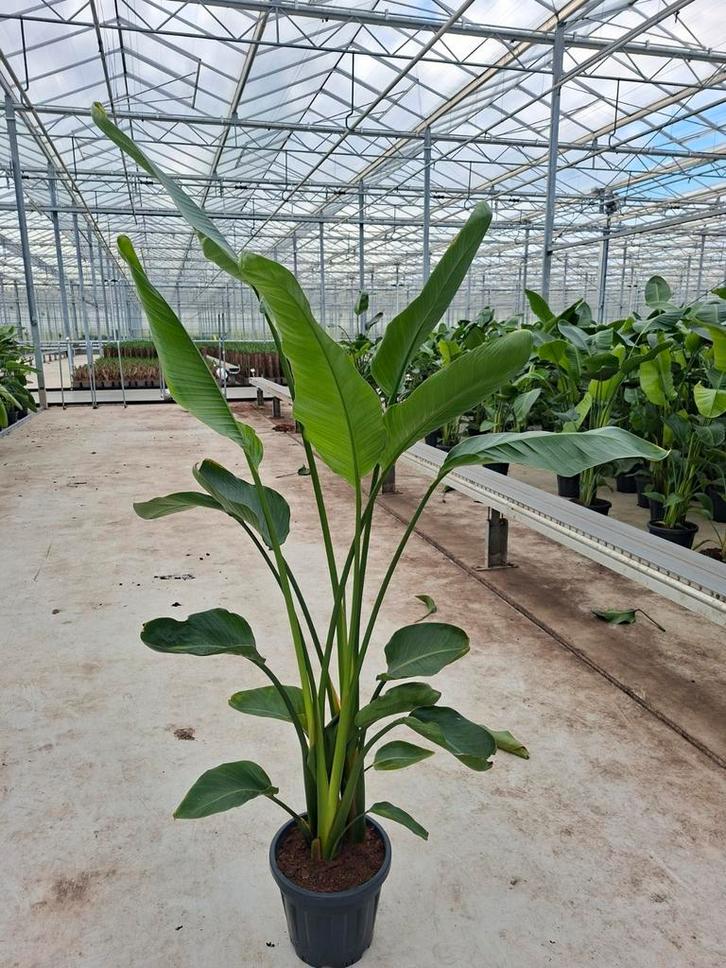 Strelitzia Augusta

1.70/1.80mtr., Huis en Inrichting, Kamerplanten, Halfschaduw, Ophalen