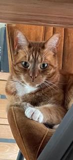 Nieuwe thuis voor Smoothie, Kater, Gechipt, 6 jaar of ouder