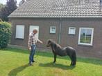 Super mooie shetlander hengst, Niet van toepassing, 0 tot 2 jaar, Hengst, A pony (tot 1.17m)