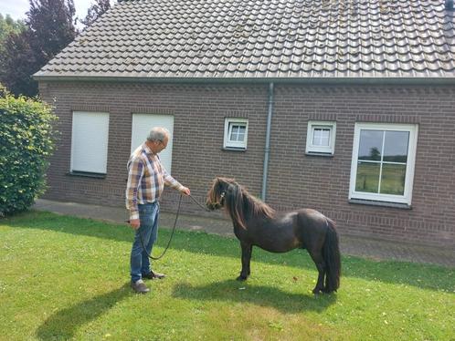 Super mooie shetlander hengst, Dieren en Toebehoren, Pony's, Hengst, Niet van toepassing, A pony (tot 1.17m), Recreatiepony, 0 tot 2 jaar