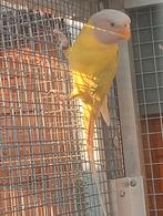 Pruimekop pop, overgotenopaline, Dieren en Toebehoren, Vrouwelijk, Parkiet