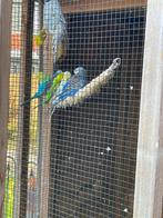 Te koop 8 grasparkieten en 3 Turquoisineparkieten, Meerdere dieren, Parkiet