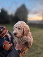 Medium Labradoodle pups, Parvo, Reu, 8 tot 15 weken, Meerdere