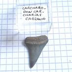 Fossiel haaientand great white C. carcharias Cadzand, Verzamelen, Mineralen en Fossielen, Ophalen of Verzenden, Fossiel
