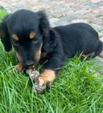 Langharige dwerg teckel pups, Dieren en Toebehoren, Honden | Teckels en Dashonden, Rabiës (hondsdolheid), 8 tot 15 weken, Dwerg