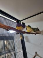 Gouldamadine | Passend advies | Tropische vogels, Dieren en Toebehoren, Vogels | Kanaries, Meerdere dieren, Kleurkanarie