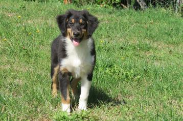 Schotse Collie x Australian Shepherd puber pup beschikbaar voor biedingen