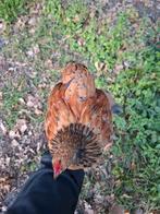 Cochin kriel haan, Dieren en Toebehoren, Pluimvee, Mannelijk, Kip