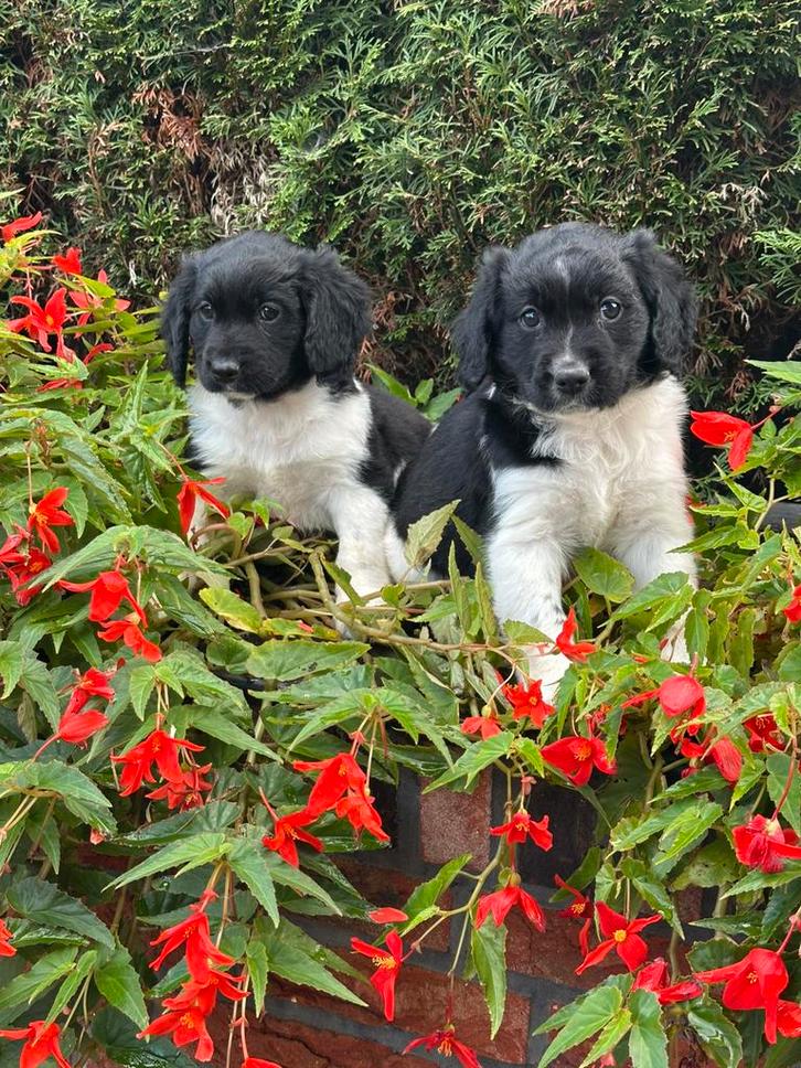 Schitterende raszuivere Friese Stabij pups, Dieren en Toebehoren, Honden | Retrievers, Spaniëls en Waterhonden, Reu, Overige rassen