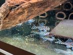 L46 l046 kweekgroep hypancistrus zebra, Dieren en Toebehoren, Vis