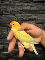 Turquoise dilute pop 2023, Dieren en Toebehoren, Vrouwelijk, Dwergpapegaai of Agapornis, Geringd