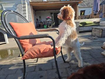 Zeldzame roodbonte Irish Doodle pups geboren! beschikbaar voor biedingen