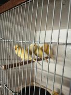 Stuk of 4 gele kanaries prijs € 9.00 pst, Dieren en Toebehoren, Vogels | Kanaries, Meerdere dieren, Kleurkanarie