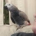 Tamme grijze roodstaart, Dieren en Toebehoren, Vogels | Parkieten en Papegaaien, Mannelijk, Papegaai, Pratend