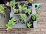 SEDUM ( HOOG ) PLANTEN, Volle zon, Vaste plant, Herfst, Ophalen