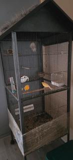 3 waterslagers kanaries, Meerdere dieren, Kleurkanarie