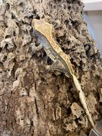 Crested gecko tricolor male wimper gecko, Dieren en Toebehoren, Hagedis, 0 tot 2 jaar