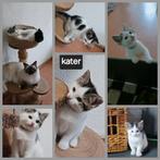 Kruising ragdoll kittens, Meerdere dieren, Ontwormd, 0 tot 2 jaar