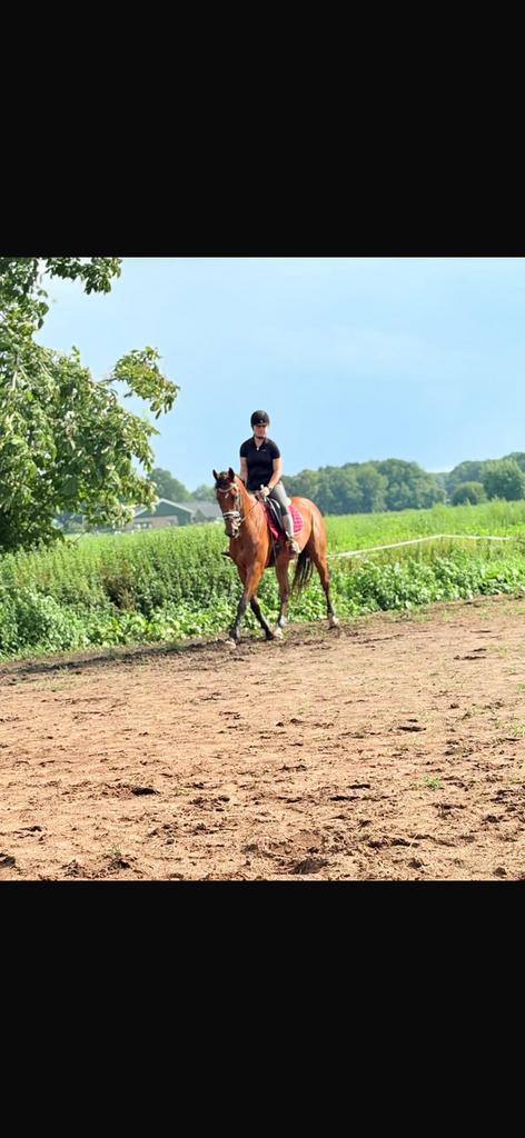 Zadelmak maken, Dieren en Toebehoren, Ophalen of Verzenden, Zo goed als nieuw
