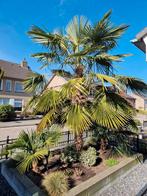 Trachycarpus te koop, Tuin en Terras, Bloembollen en Zaden, Ophalen of Verzenden, Gehele jaar, Volle zon, Zaad