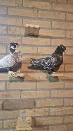 Koppel oosterse meeuwen, Dieren en Toebehoren, Vogels | Duiven, Meerdere dieren, Overige soorten