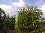 Leiamberboom / Leiliquidambar Worplesdon, Ophalen of Verzenden