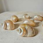 Turboschelp uit Bali 1 uit Bali, Ophalen of Verzenden, Tropical Home, 6951nk, Nieuw