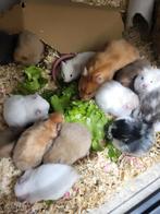 Wachtlijst Syrische goudhamsters, Hamster, Maart, Meerdere dieren, Tam