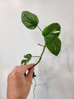 Rhaphidophora Tetrasperma, Ophalen of Verzenden, Overige soorten, Minder dan 100 cm