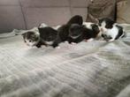 Kittens, Dieren en Toebehoren, Katten en Kittens | Raskatten | Korthaar, Meerdere dieren