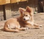 Chihuahua mix teefje 7 maanden oud, Dieren en Toebehoren, 15 weken tot 1 jaar, CDV (hondenziekte), Teef, Eén hond