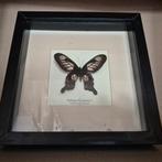 2st zeldzame vlinders taxidermie, Verzamelen, Dierenverzamelingen, Ophalen of Verzenden, Zo goed als nieuw, Insect, Opgezet dier