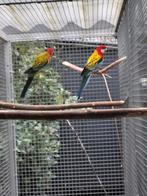 Cinnemon bleekkop gevraagd, Dieren en Toebehoren, Vogels | Parkieten en Papegaaien, Mannelijk, Parkiet