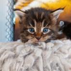 3 Maine Coon kittens, 22 augustus geboren, Meerdere dieren, Gechipt, 0 tot 2 jaar