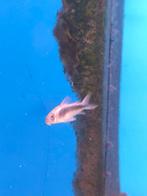 Corydoras aenus desgewenst bezorgd aan huis