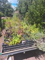 Tuin planten, Ophalen, Zomer, Overige soorten, Volle zon